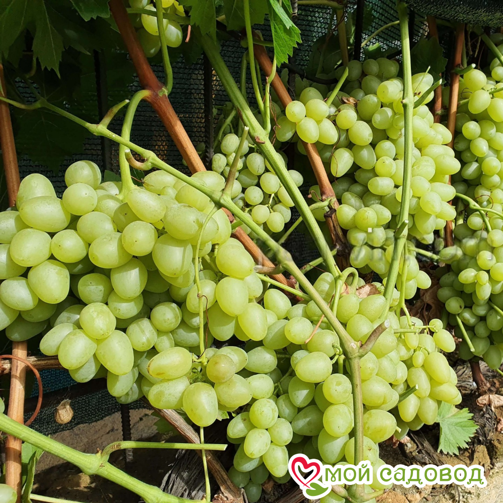 Виноград столовый Аркадия