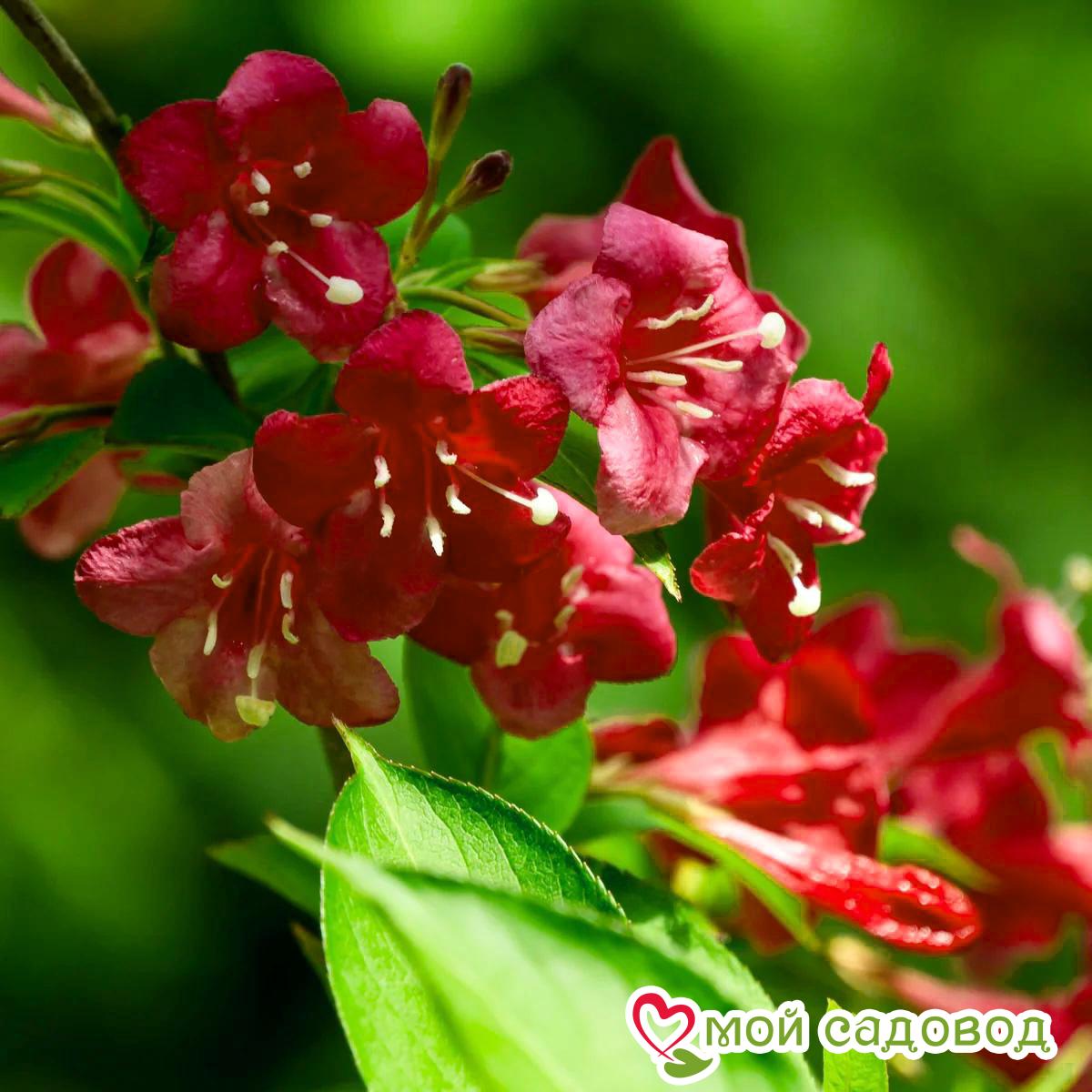 Вейгела цветущая "Бристоль Руби"