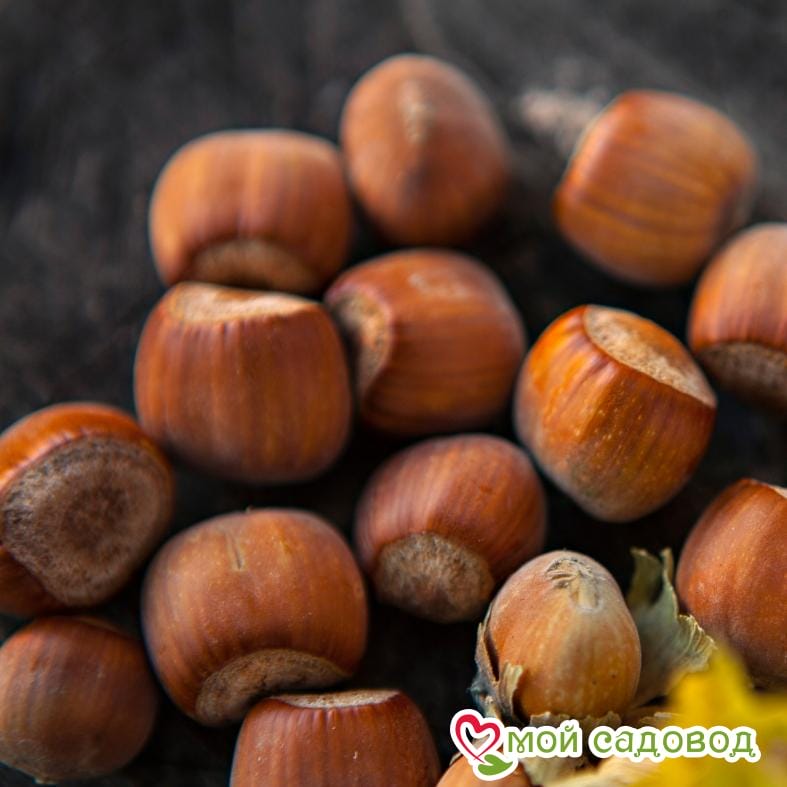 Фундук Первенец