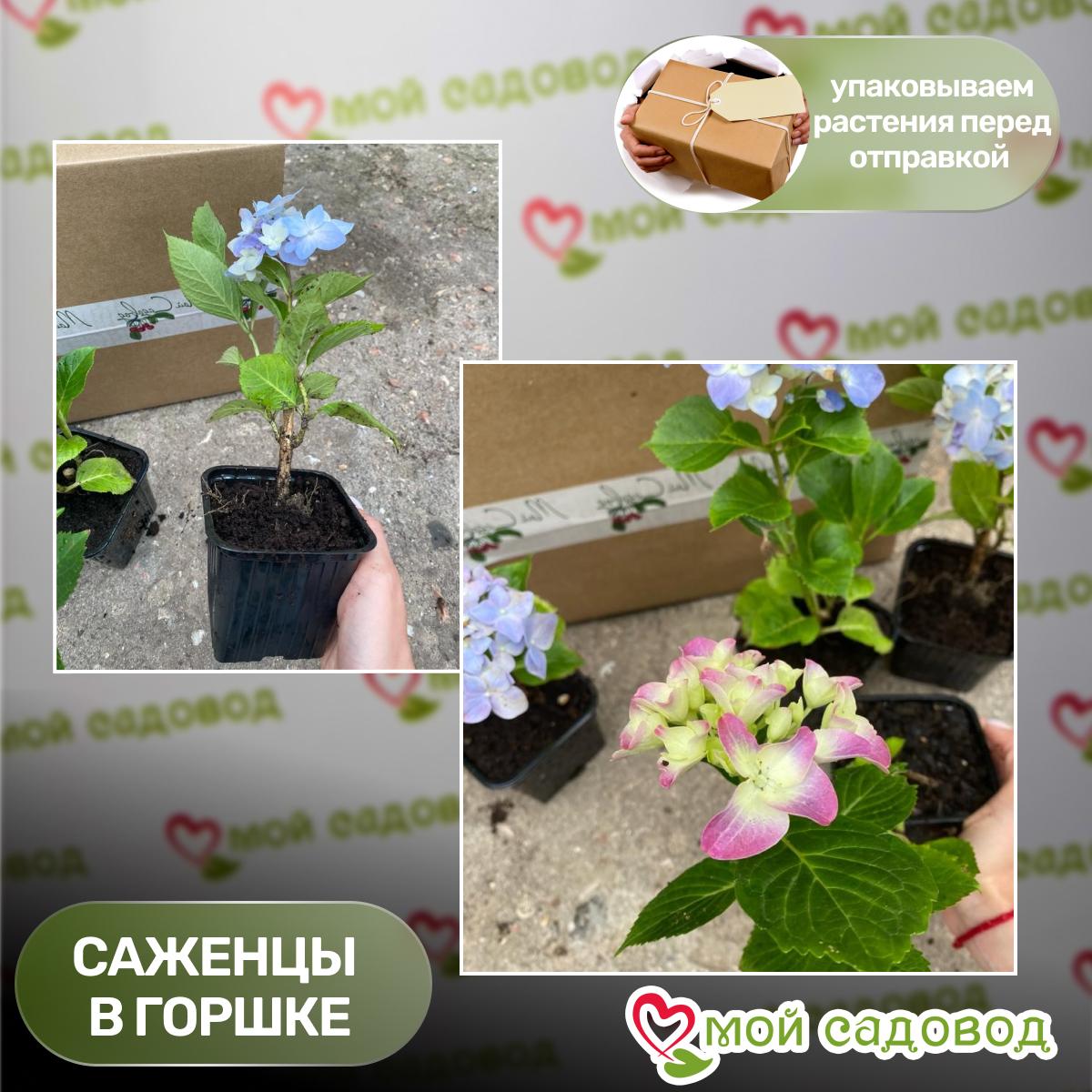 Гортензия Мэджикал Кристал