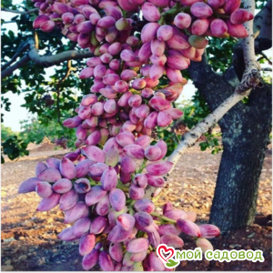 Миндаль Агранс